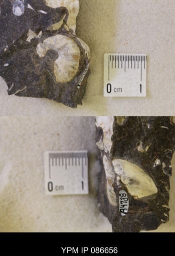 undet. Scaphitidae