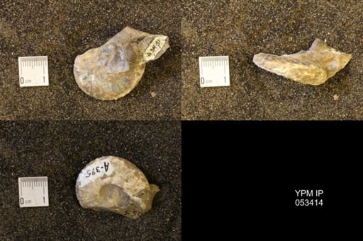 Discoscaphites conradi