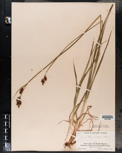 Carex