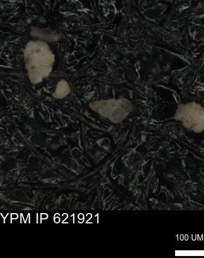 undet. Heterohelicidae