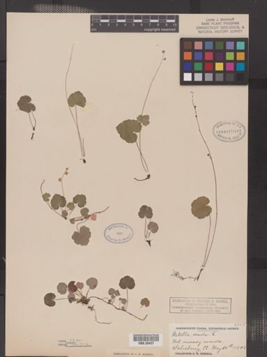 Mitella nuda