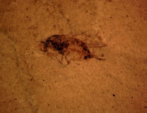undet. Diptera