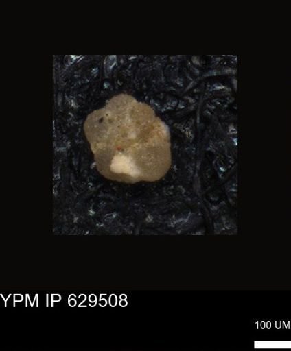 undet. Foraminiferida