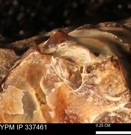 Hoploscaphites sp.
