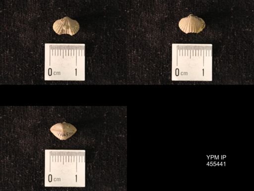 Platystrophia morrowensis