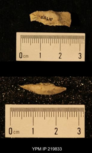 Chonetes granulifer