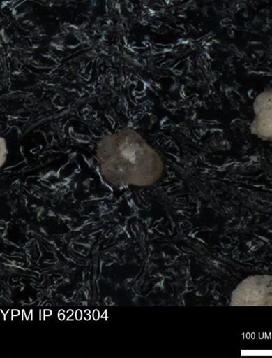 undet. Foraminiferida