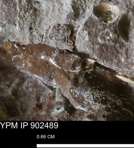 undet. Mollusca