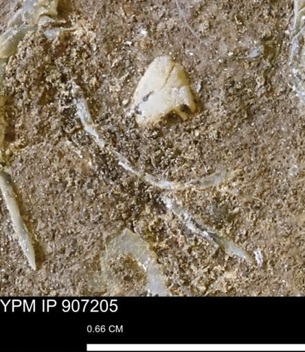 undet. Bivalvia