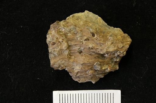 Teredo sp.