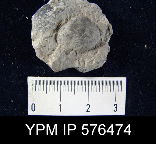 Dictyonella reticulata