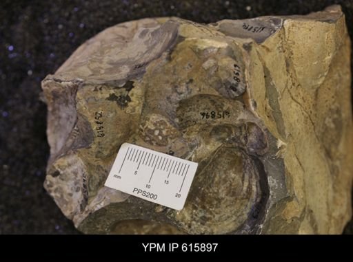 Inoceramus sp.
