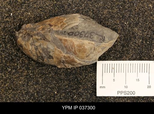 Inoceramus sp.