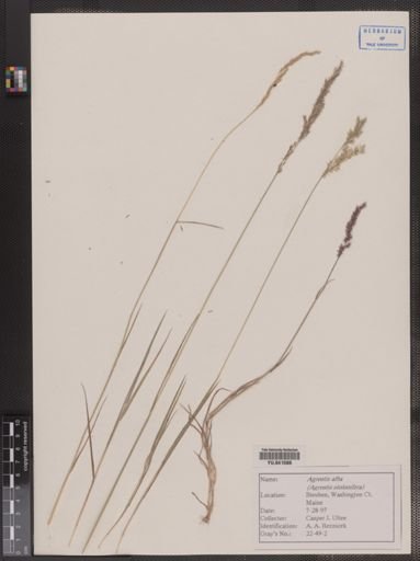 Agrostis alba