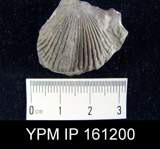 Dinorthis charletona