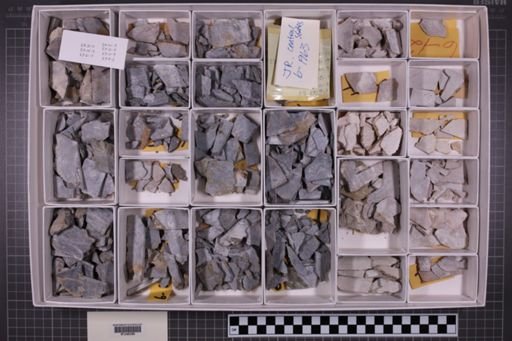 mixed taxa, stratigraphic collection