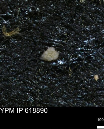 undet. Foraminiferida