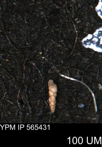 Verneuilina canadensis