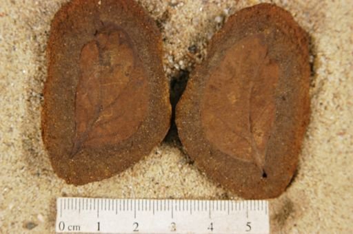 Angiospermopsida