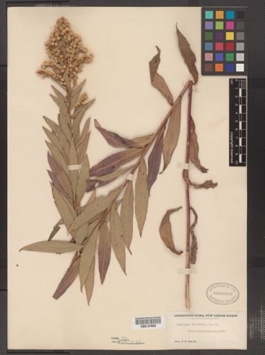 Solidago latissimifolia