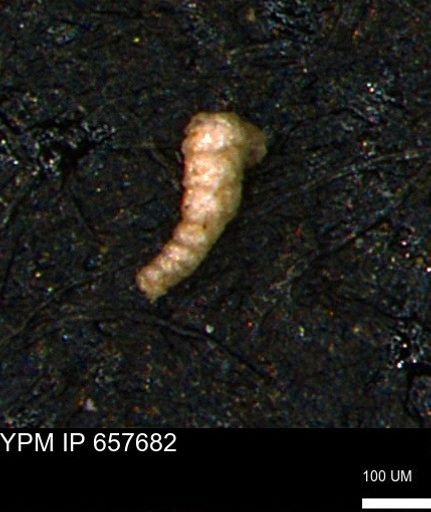 Verneuilinoides kansasensis