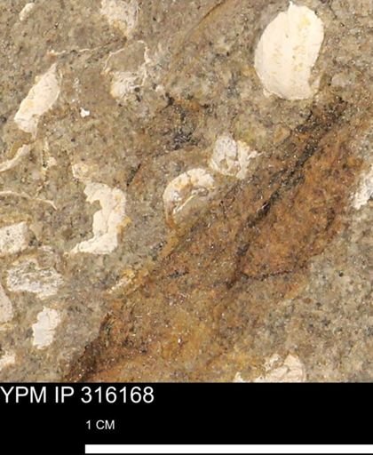 undet. Mollusca