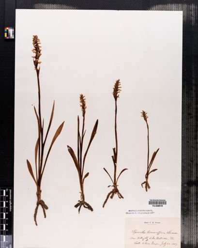 Spiranthes romanzoffiana