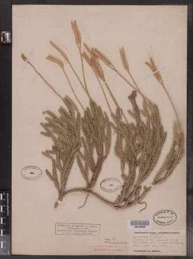 Lycopodium clavatum