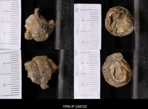 Campeloma nebrascensis nebrascensis