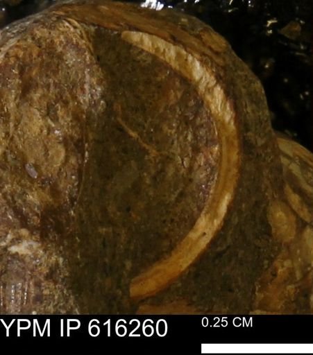Protocardia subquadrata