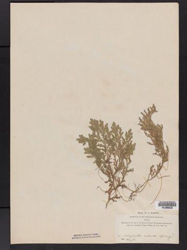 Selaginella