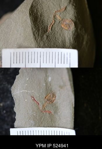 undet. Stylophora