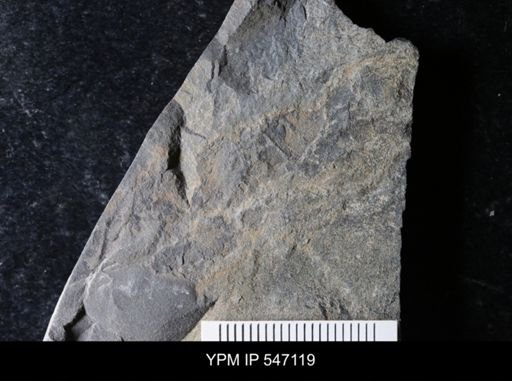 undet. Arthropoda