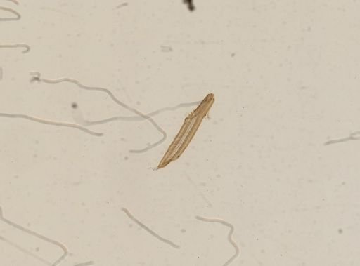 Amnicola porata