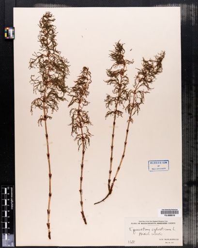 Equisetum sylvaticum