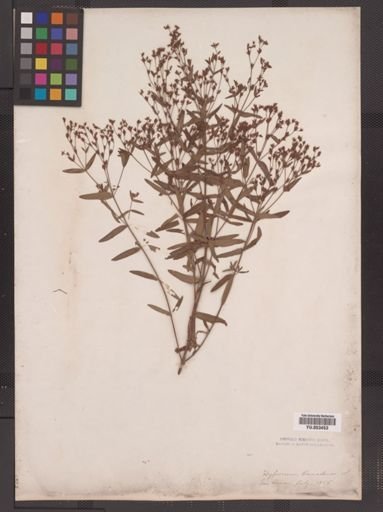 Hypericum canadense