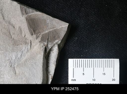 undet. Eurypterida