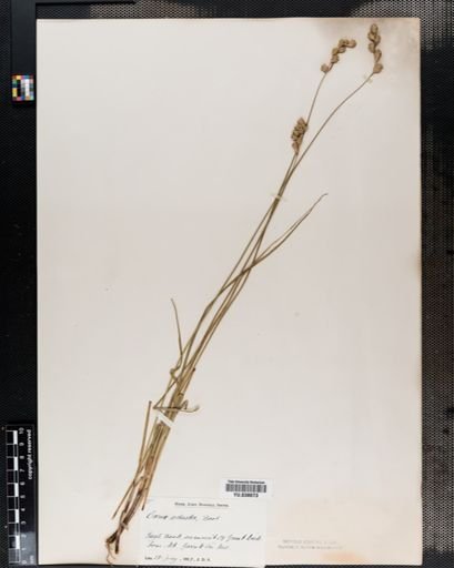Carex adusta