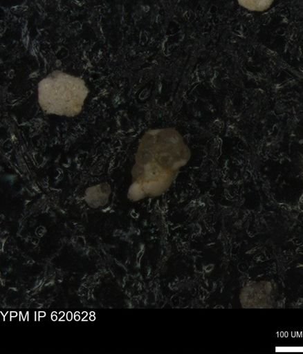 undet. Foraminiferida