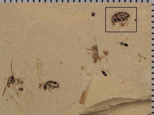 undet. Curculionidae