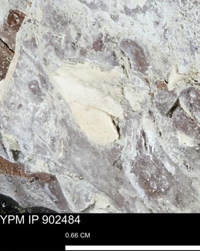 undet. Mollusca