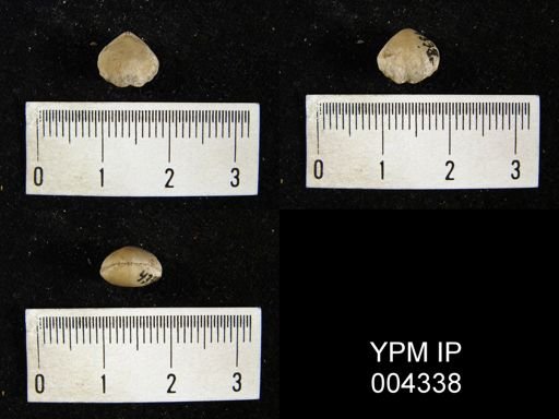 Stringocephalus sp.