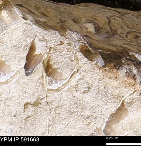 Serpulidae
