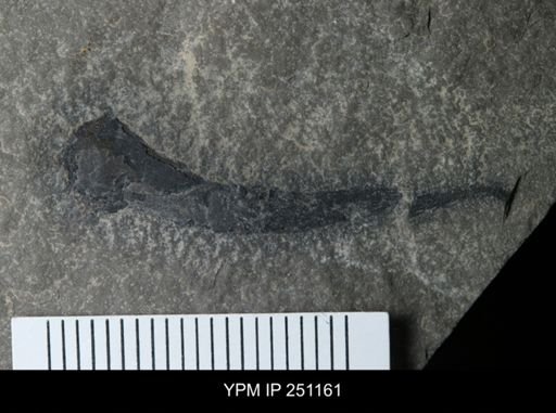 Cooksonia sp.