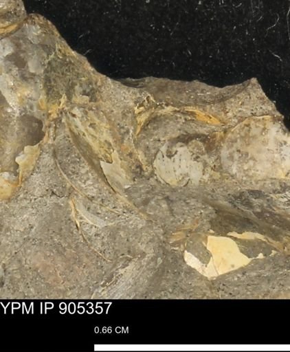undet. Mollusca