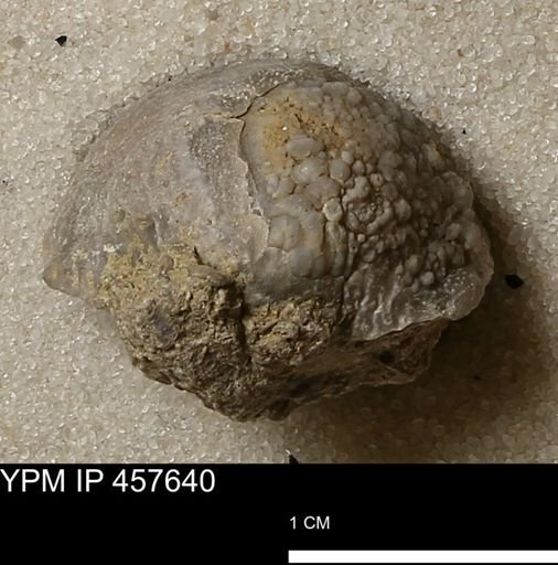 Helaspis sp.
