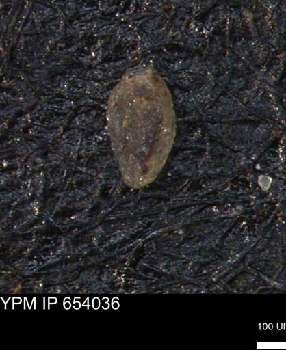 Miliammina manitobensis