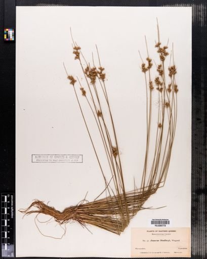 Juncus dudleyi