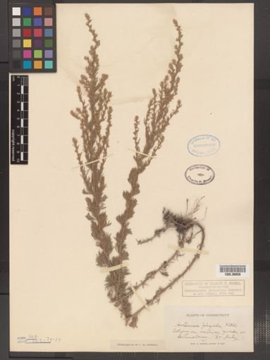 Artemisia frigida