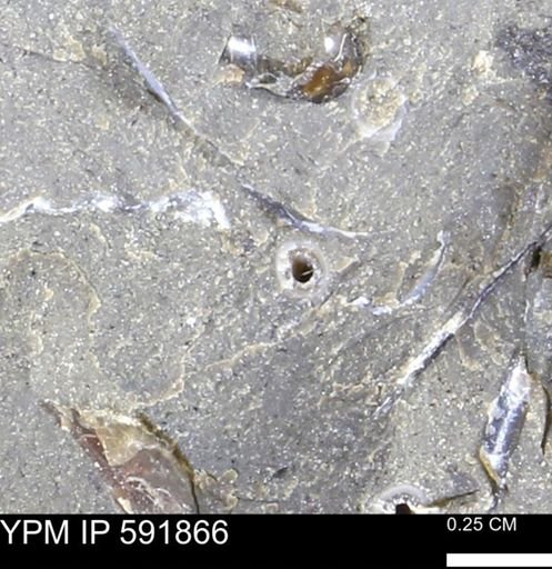 Serpulidae